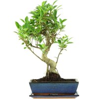 Ficus, Higuera de Banyan, Bonsai, 12 años, 51cm