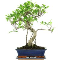 Ficus, Fig tree, Bonsai, 12 years, 51cm