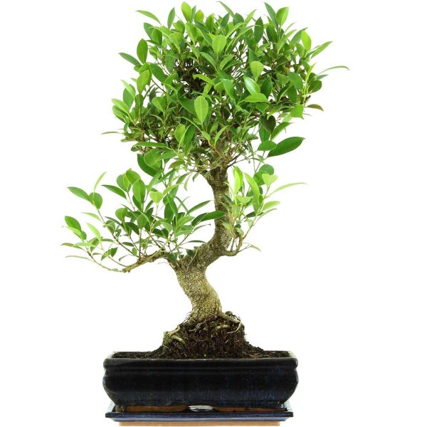 Ficus, Bonsai, 12 letnie, 60cm