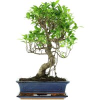 Ficus, Fig tree, Bonsai, 12 years, 51cm