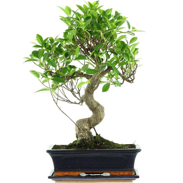 Ficus, Higuera de Banyan, Bonsai, 12 años, 52cm