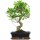 Ficus, Bonsai, 12 ans, 52cm