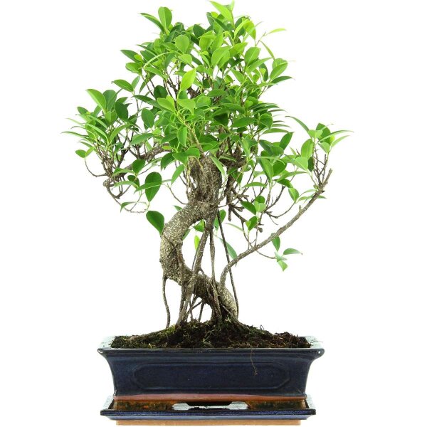 Banyanfeige, Bonsai, 12 Jahre, 52cm