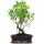 Ficus, Fig tree, Bonsai, 12 years, 52cm