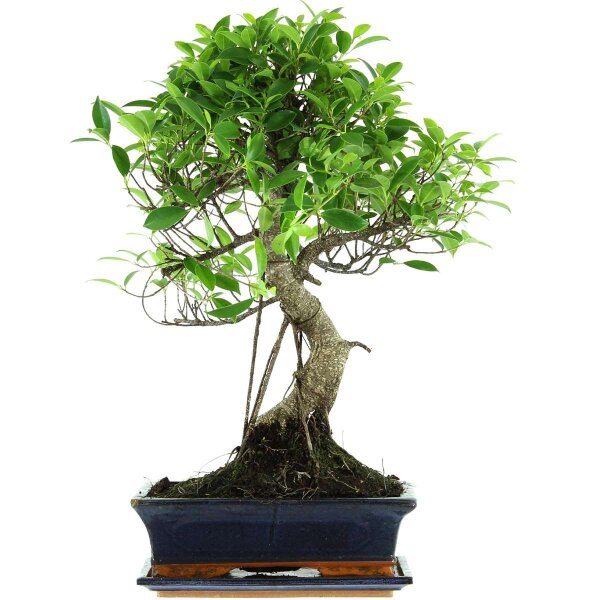 Fico, Ficus, Bonsai, 12 anni, 57cm