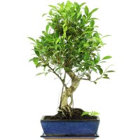 Ficus, Bonsai, 12 letnie, 62cm