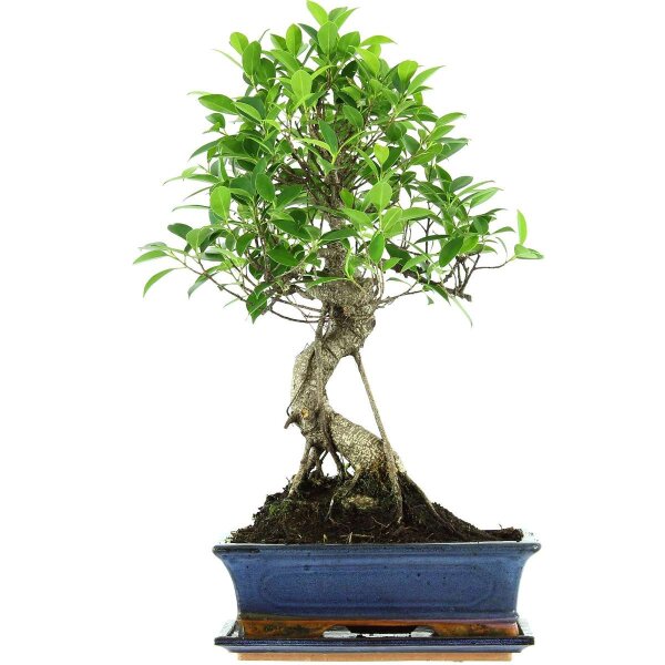 Fico, Ficus, Bonsai, 12 anni, 56cm