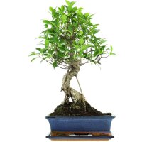 Ficus, Fig tree, Bonsai, 12 years, 56cm