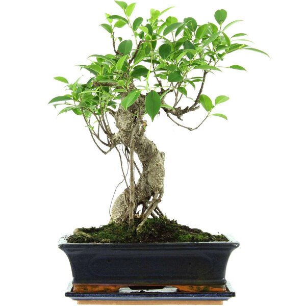 Ficus, Bonsai, 12 ans, 47cm