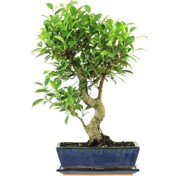 Ficus, Fig tree, Bonsai, 12 years, 55cm