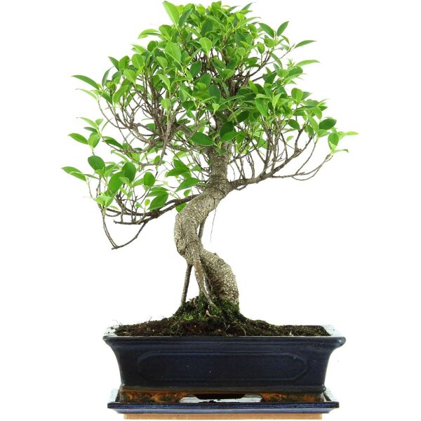 Fico, Ficus, Bonsai, 12 anni, 50cm