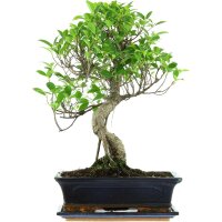 Ficus, Bonsai, 12 ans, 50cm