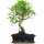 Ficus, Fig tree, Bonsai, 12 years, 50cm