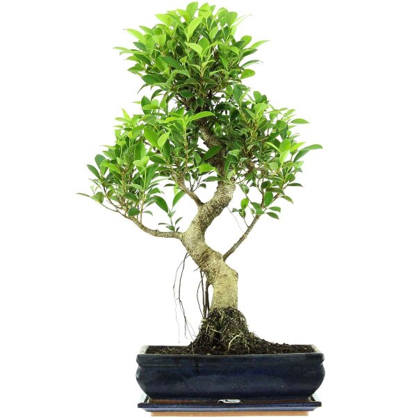 Ficus, Higuera de Banyan, Bonsai, 12 años, 61cm