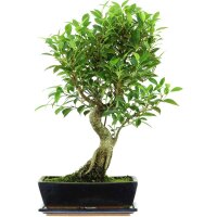 Banyanfeige, Bonsai, 12 Jahre, 58cm