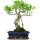 Fico, Ficus, Bonsai, 12 anni, 49cm