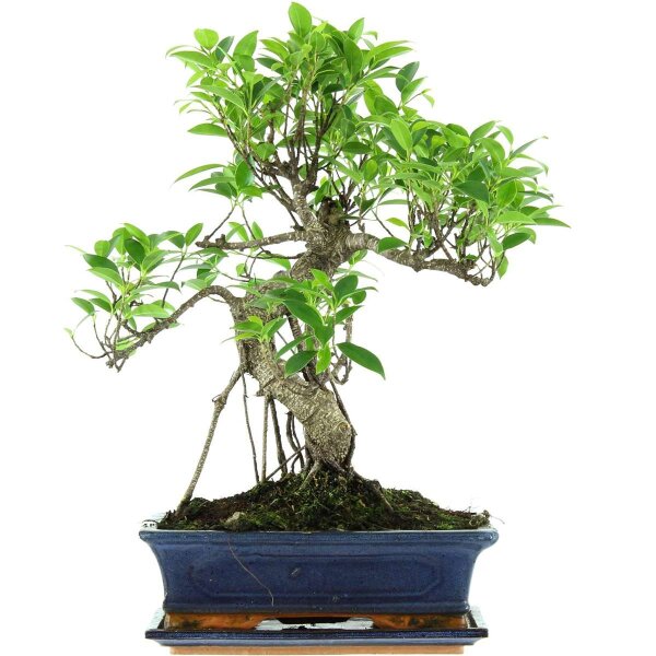 Ficus, Bonsai, 12 ans, 51cm