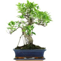 Ficus, Higuera de Banyan, Bonsai, 12 años, 51cm