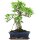 Ficus, Fig tree, Bonsai, 12 years, 51cm