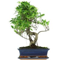 Banyanfeige, Bonsai, 12 Jahre, 52cm