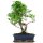 Fico, Ficus, Bonsai, 12 anni, 52cm