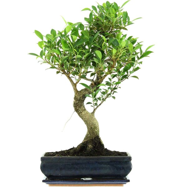 Ficus, Bonsai, 12 letnie, 57cm