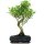 Ficus, Fig tree, Bonsai, 12 years, 57cm