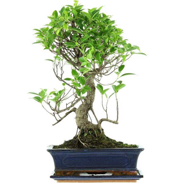 Ficus, Fig tree, Bonsai, 12 years, 51cm