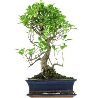 Ficus, Higuera de Banyan, Bonsai, 12 a&ntilde;os, 51cm