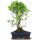 Ficus, Fig tree, Bonsai, 12 years, 51cm