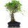 Ficus, Fig tree, Bonsai, 12 years, 57cm