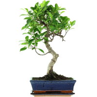 Ficus, Bonsai, 11 letnie, 49cm