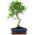 Fico, Ficus, Bonsai, 11 anni, 49cm