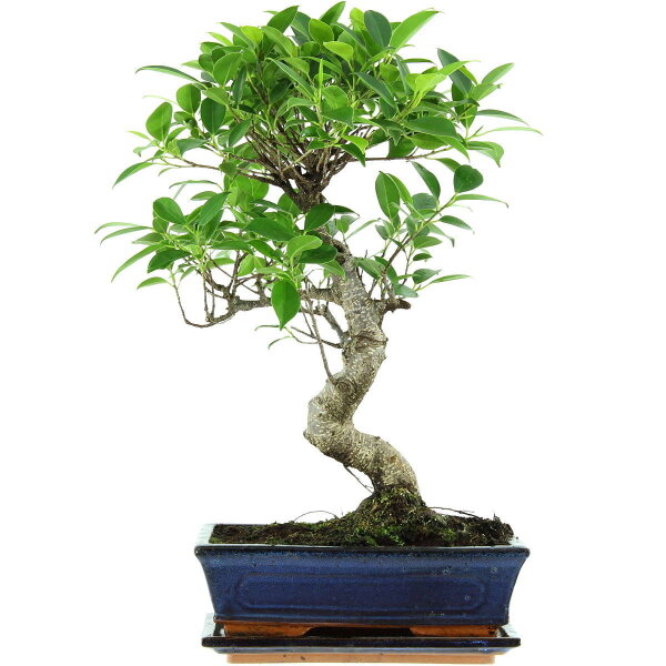 Banyanfeige, Bonsai, 11 Jahre, 47cm