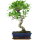 Fico, Ficus, Bonsai, 11 anni, 47cm