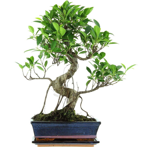 Fico, Ficus, Bonsai, 11 anni, 49cm