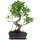 Ficus, Bonsai, 11 ans, 49cm