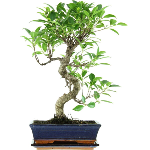 Ficus, Fig tree, Bonsai, 11 years, 49cm