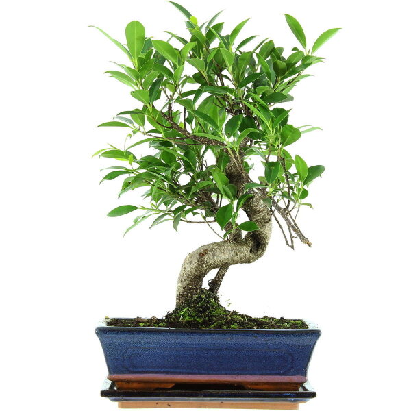 Ficus, Higuera de Banyan, Bonsai, 11 años, 42cm