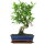 Ficus, Fig tree, Bonsai, 11 years, 42cm