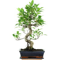 Ficus, Higuera de Banyan, Bonsai, 11 a&ntilde;os, 54cm