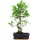 Ficus, Fig tree, Bonsai, 11 years, 54cm