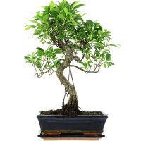 Fico, Ficus, Bonsai, 11 anni, 45cm