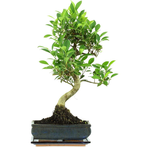 Fico, Ficus, Bonsai, 11 anni, 55cm