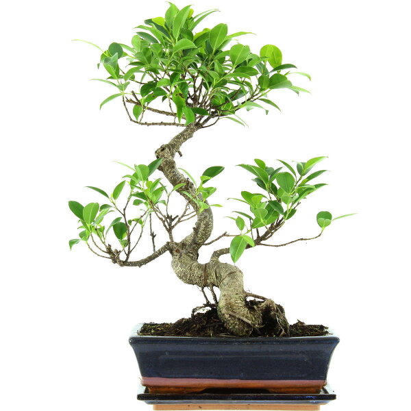 Ficus, Bonsai, 11 letnie, 46cm