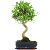 Ficus, Fig tree, Bonsai, 11 years, 51cm