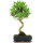 Ficus, Fig tree, Bonsai, 11 years, 51cm