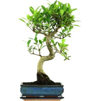 Banyanfeige, Bonsai, 11 Jahre, 53cm