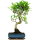 Fico, Ficus, Bonsai, 11 anni, 53cm