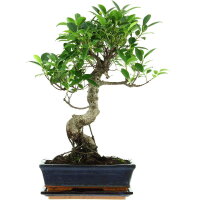 Fico, Ficus, Bonsai, 11 anni, 49cm